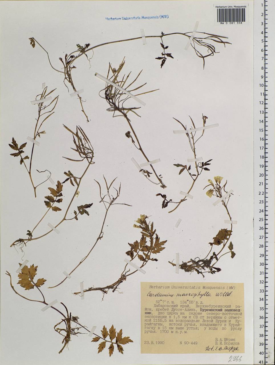 Cardamine macrophylla Willd., Siberia, Russian Far East (S6) (Russia)