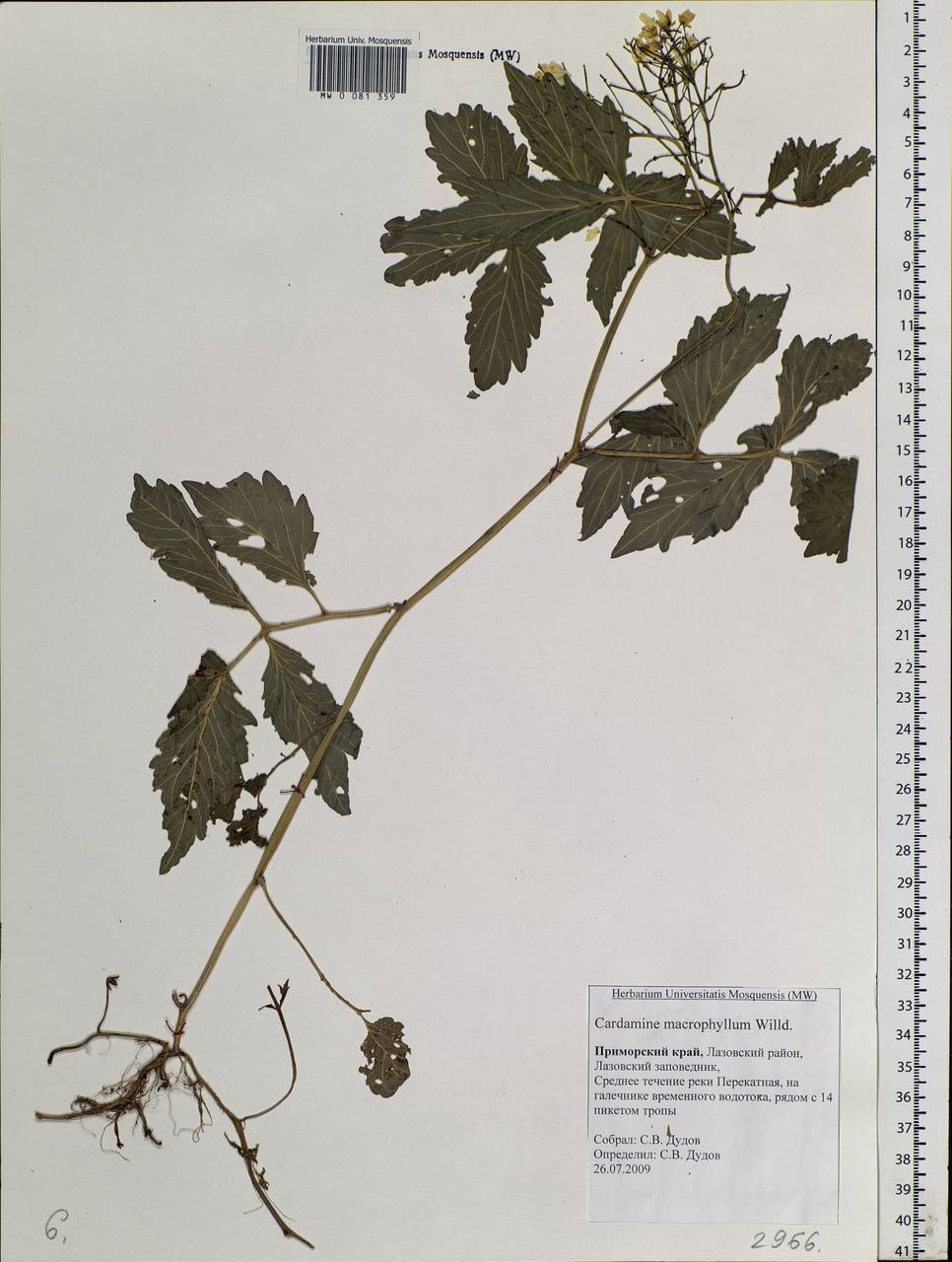 Cardamine macrophylla Willd., Siberia, Russian Far East (S6) (Russia)