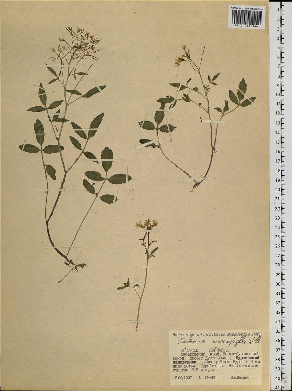 Cardamine macrophylla Willd., Siberia, Russian Far East (S6) (Russia)