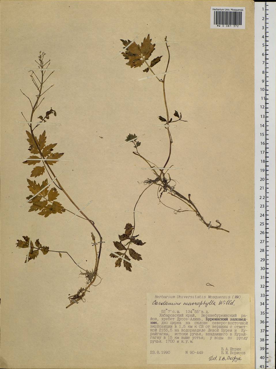 Cardamine macrophylla Willd., Siberia, Russian Far East (S6) (Russia)