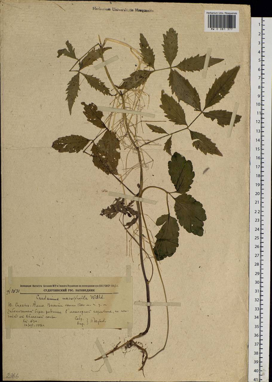 Cardamine macrophylla Willd., Siberia, Russian Far East (S6) (Russia)
