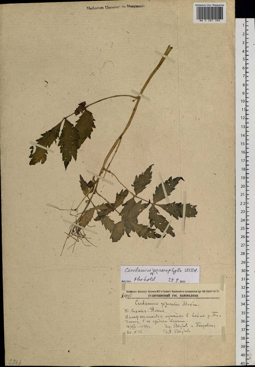 Cardamine macrophylla Willd., Siberia, Russian Far East (S6) (Russia)