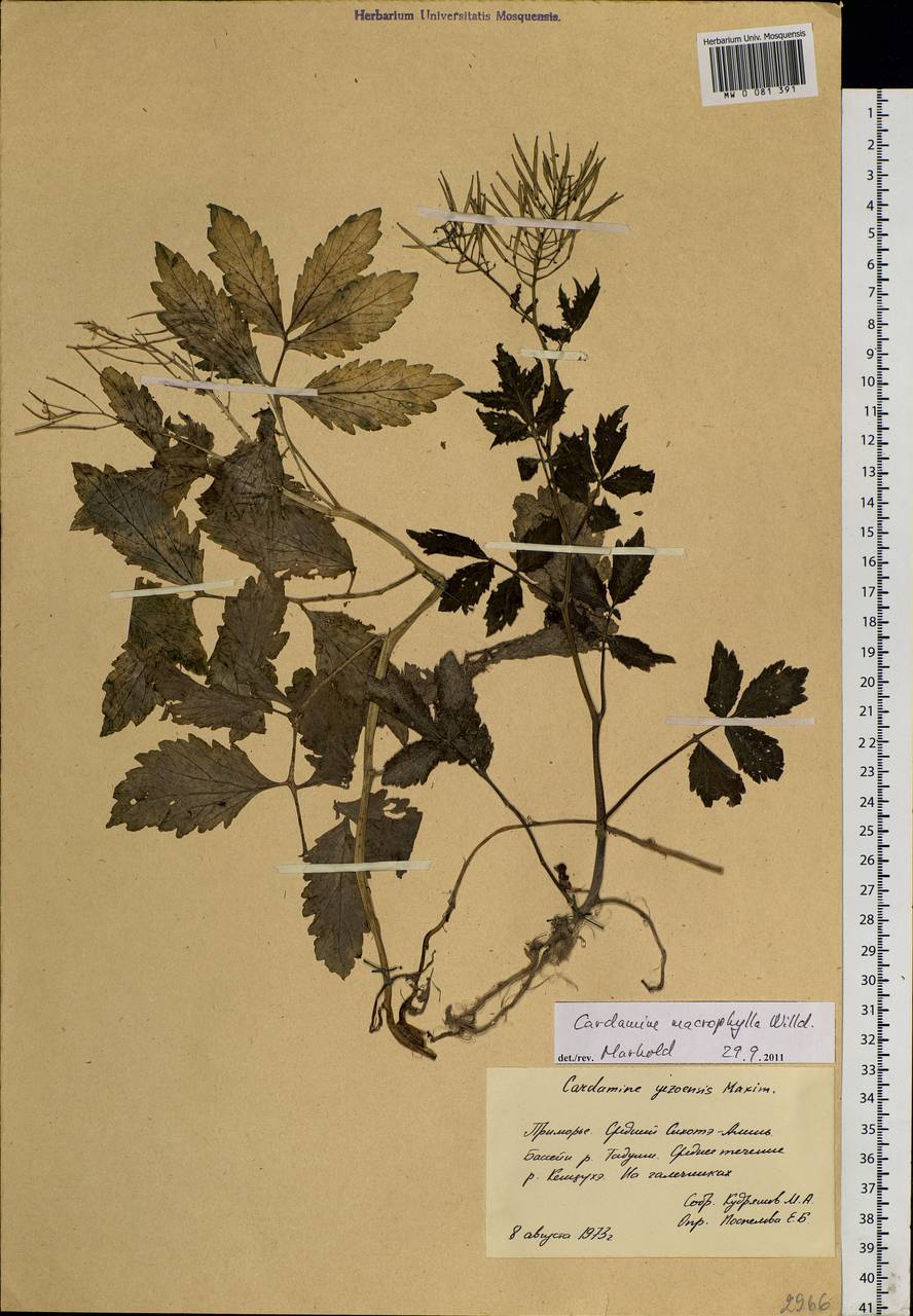 Cardamine macrophylla Willd., Siberia, Russian Far East (S6) (Russia)