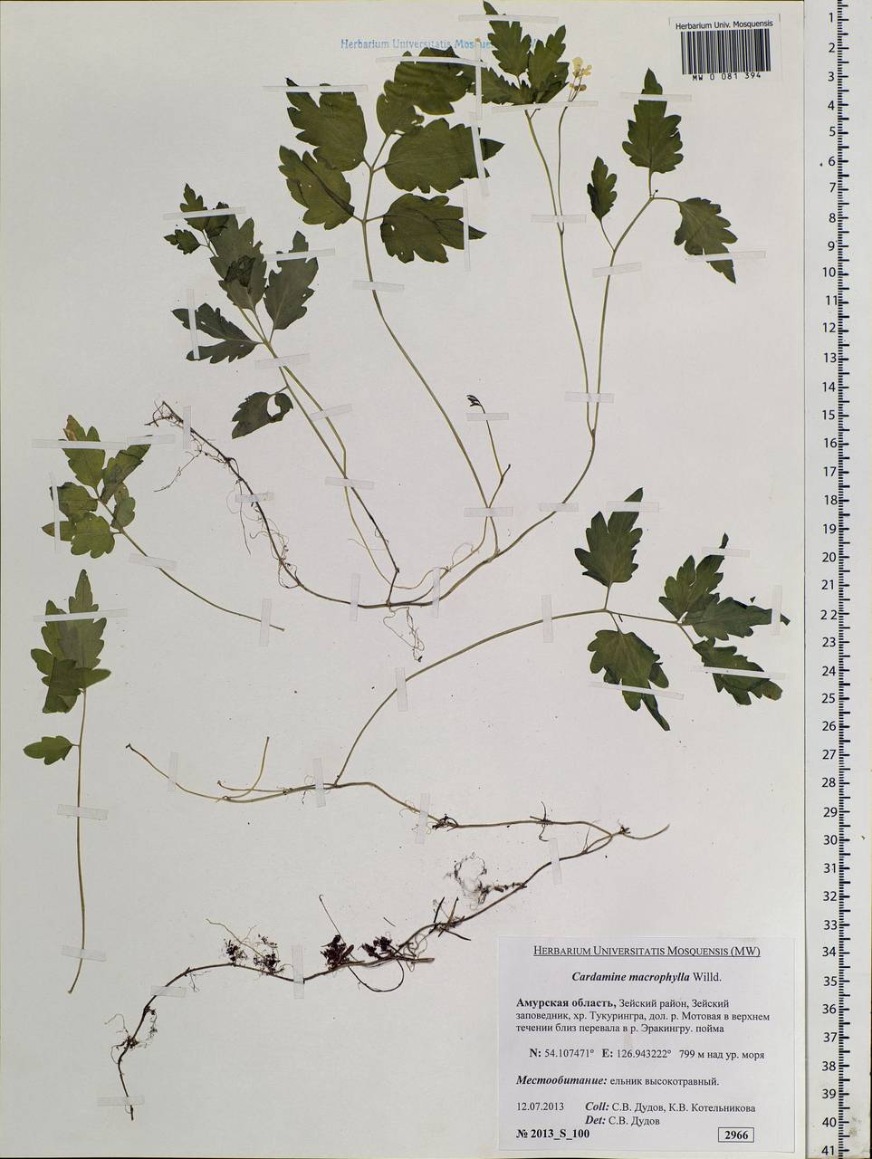 Cardamine macrophylla Willd., Siberia, Russian Far East (S6) (Russia)
