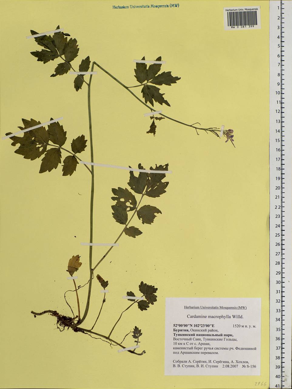 Cardamine macrophylla Willd., Siberia, Baikal & Transbaikal region (S4) (Russia)