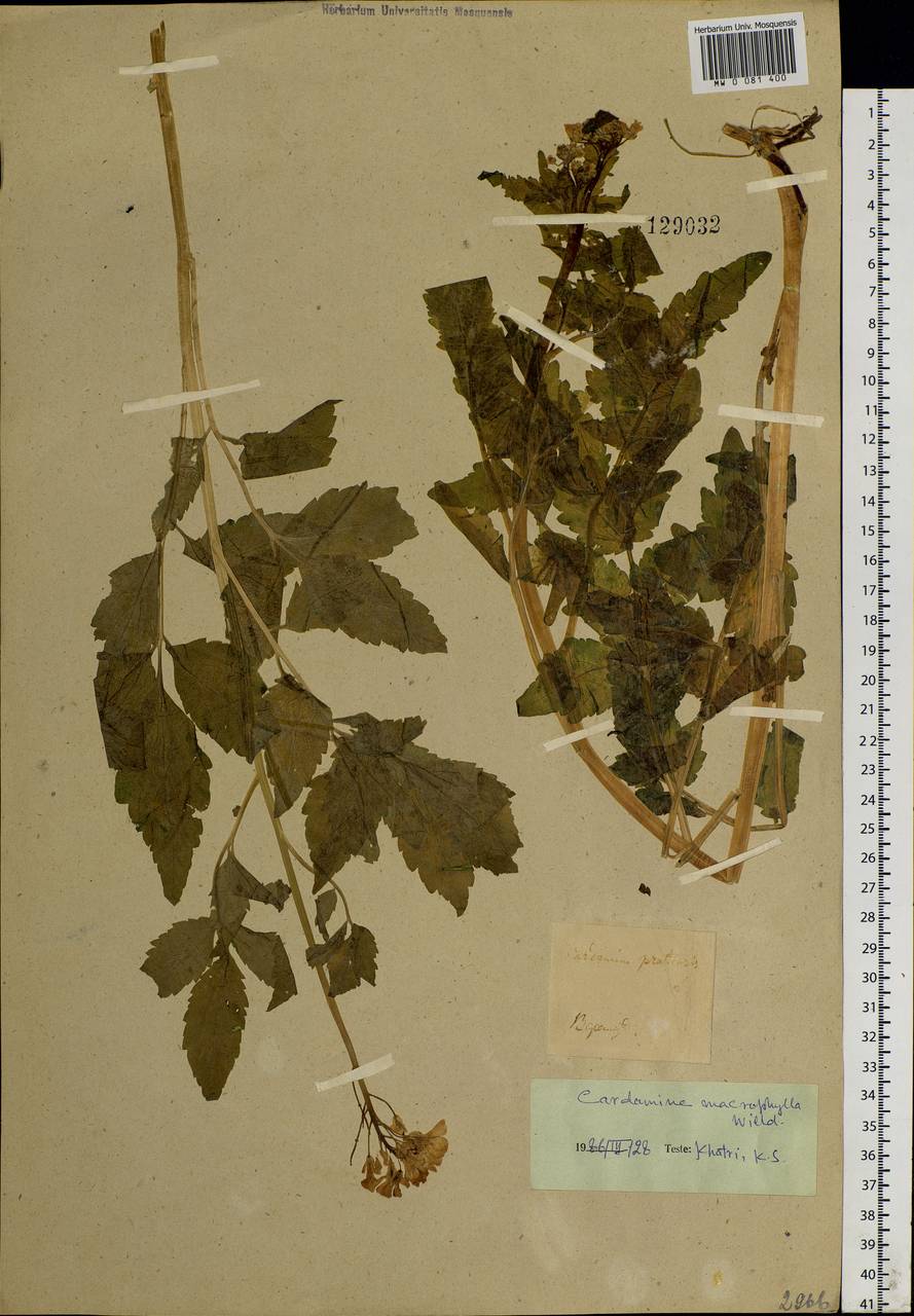 Cardamine macrophylla Willd., Siberia, Baikal & Transbaikal region (S4) (Russia)
