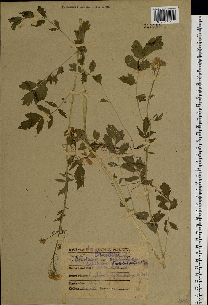 Cardamine macrophylla Willd., Siberia, Baikal & Transbaikal region (S4) (Russia)