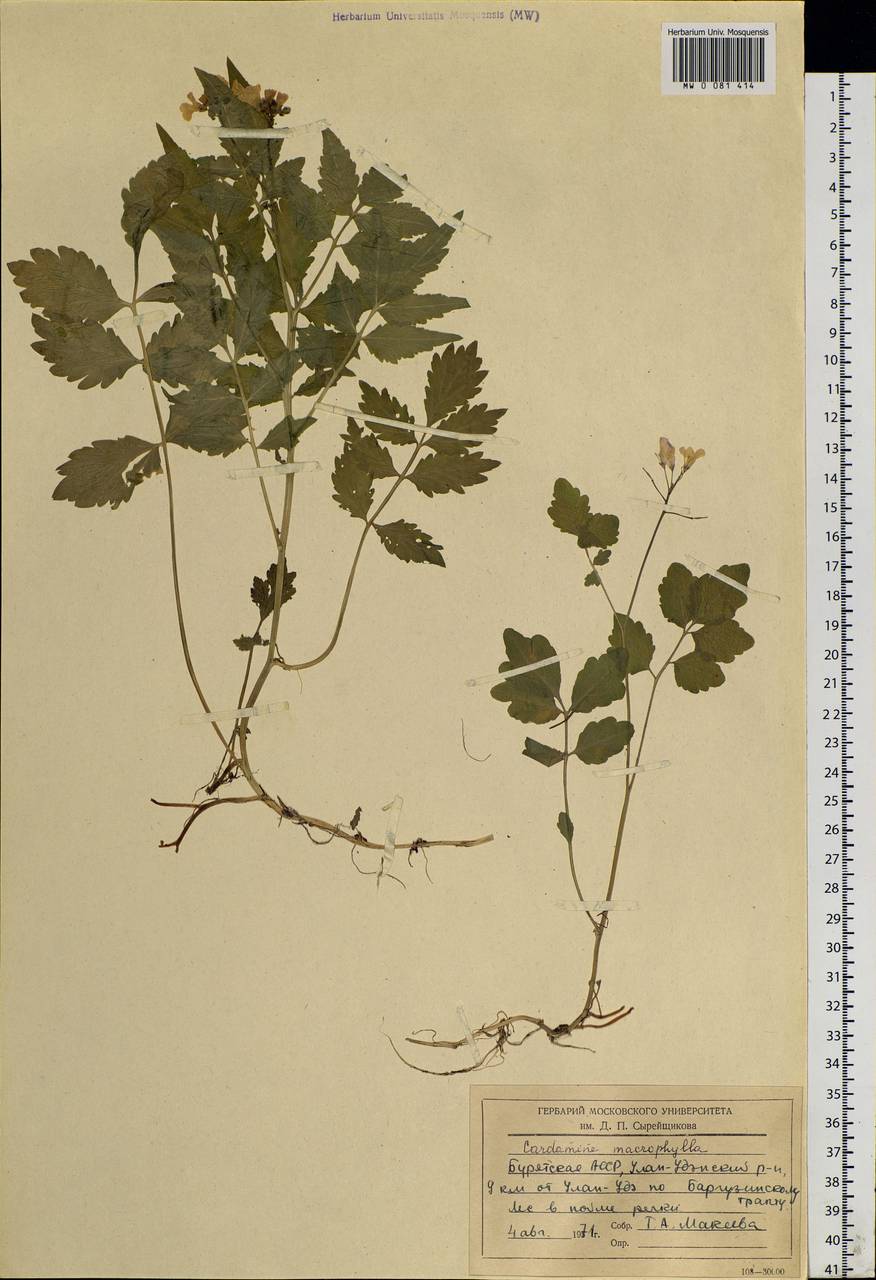 Cardamine macrophylla Willd., Siberia, Baikal & Transbaikal region (S4) (Russia)