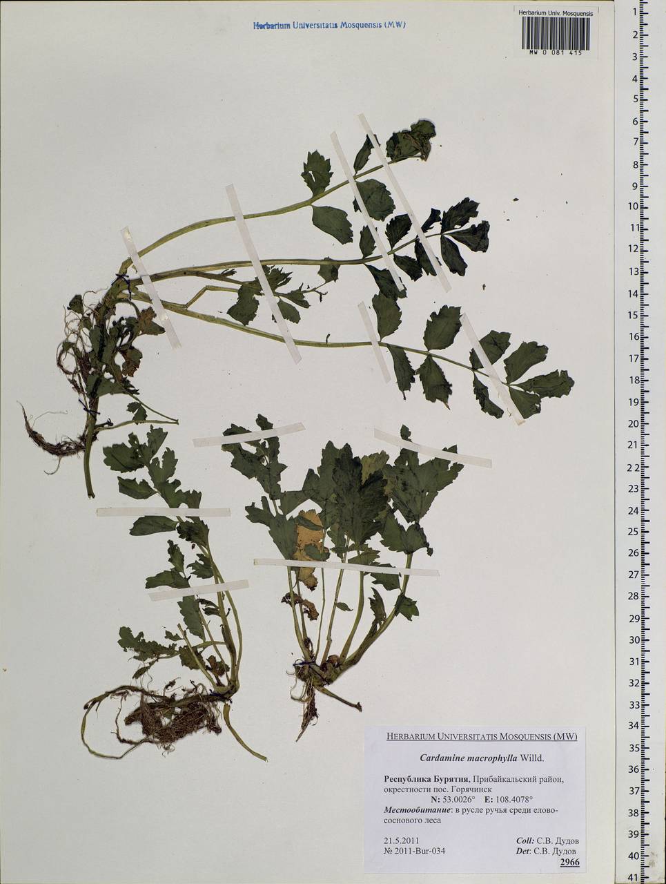 Cardamine macrophylla Willd., Siberia, Baikal & Transbaikal region (S4) (Russia)