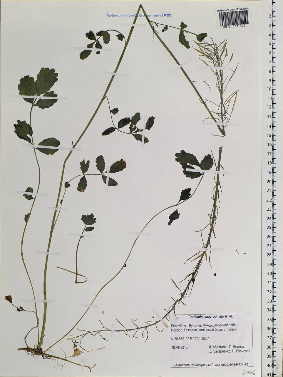 Cardamine macrophylla Willd., Siberia, Baikal & Transbaikal region (S4) (Russia)