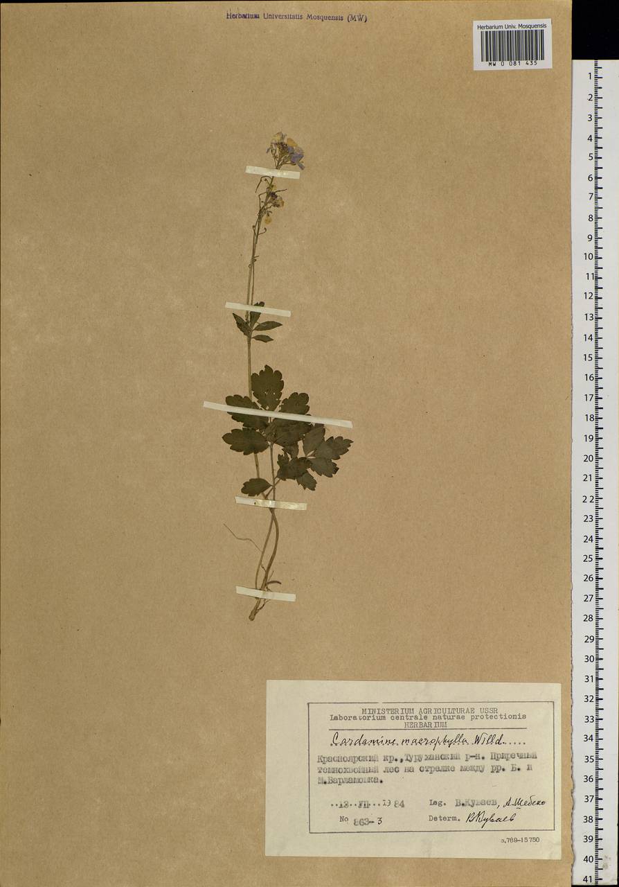 Cardamine macrophylla Willd., Siberia, Central Siberia (S3) (Russia)