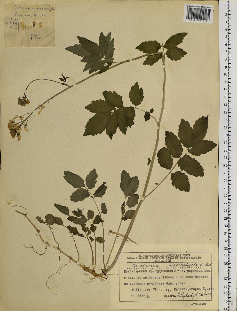 Cardamine macrophylla Willd., Siberia, Central Siberia (S3) (Russia)