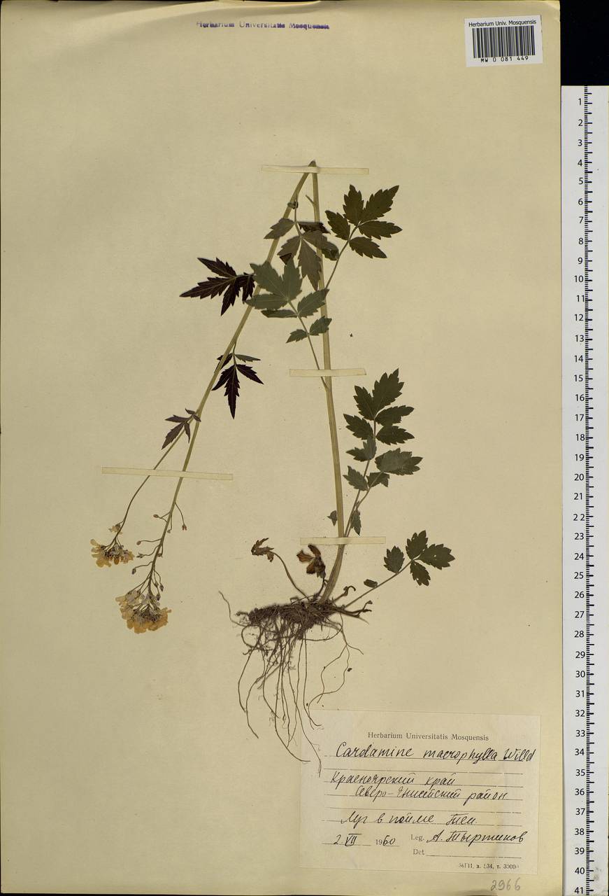 Cardamine macrophylla Willd., Siberia, Central Siberia (S3) (Russia)