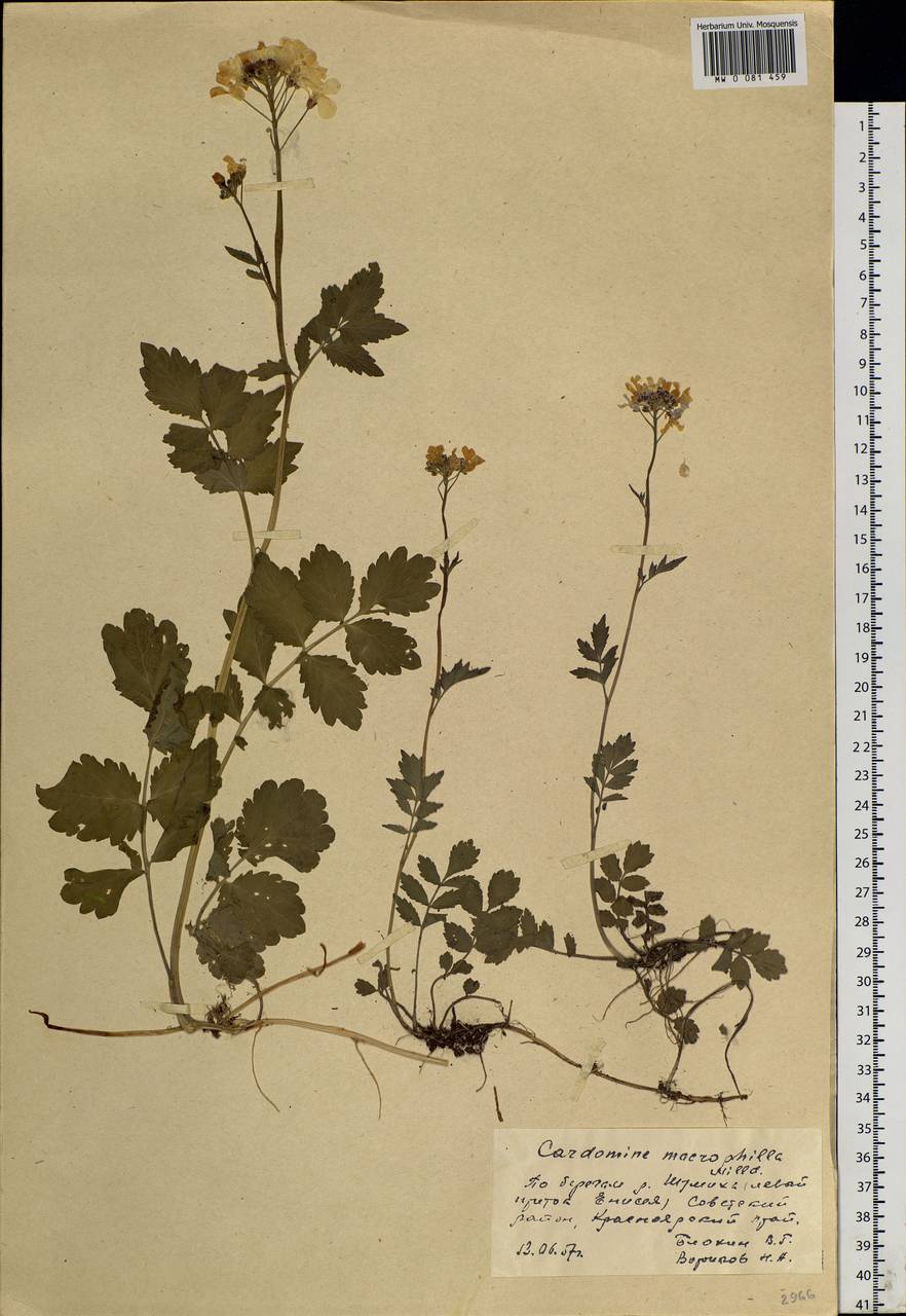 Cardamine macrophylla Willd., Siberia, Central Siberia (S3) (Russia)