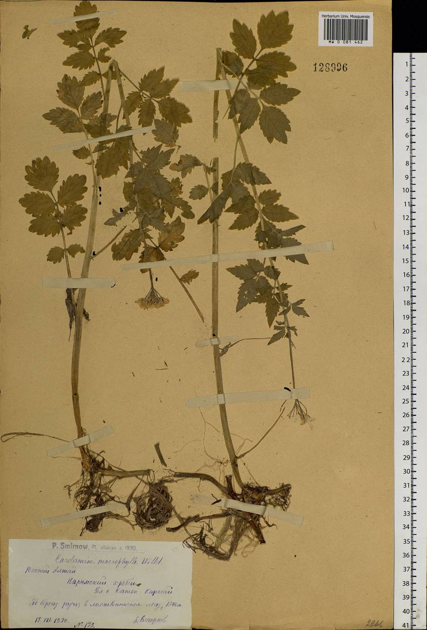 Cardamine macrophylla Willd., Siberia, Western (Kazakhstan) Altai Mountains (S2a) (Kazakhstan)