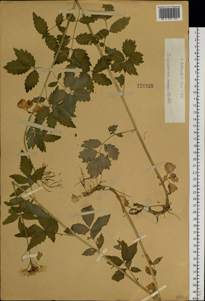 Cardamine macrophylla Willd., Siberia, Western (Kazakhstan) Altai Mountains (S2a) (Kazakhstan)