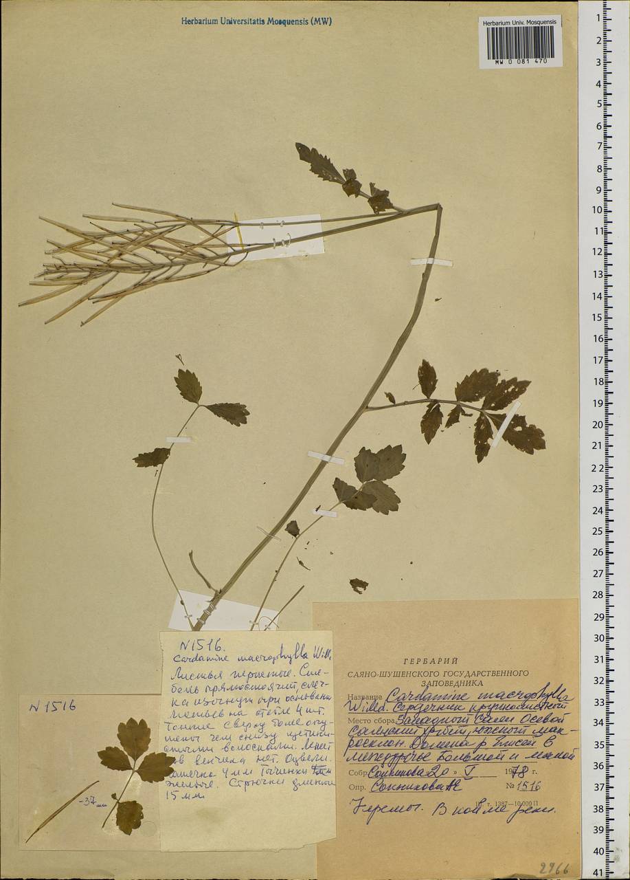 Cardamine macrophylla Willd., Siberia, Altai & Sayany Mountains (S2) (Russia)