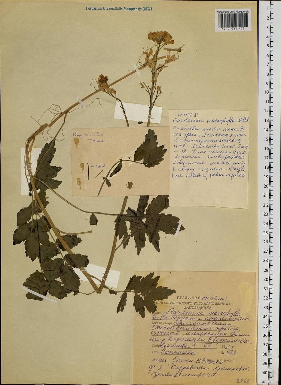 Cardamine macrophylla Willd., Siberia, Altai & Sayany Mountains (S2) (Russia)