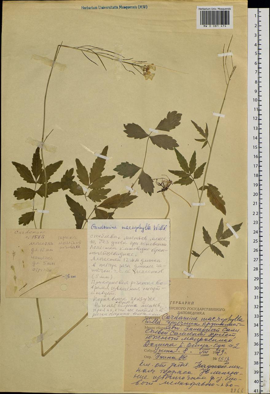 Cardamine macrophylla Willd., Siberia, Altai & Sayany Mountains (S2) (Russia)