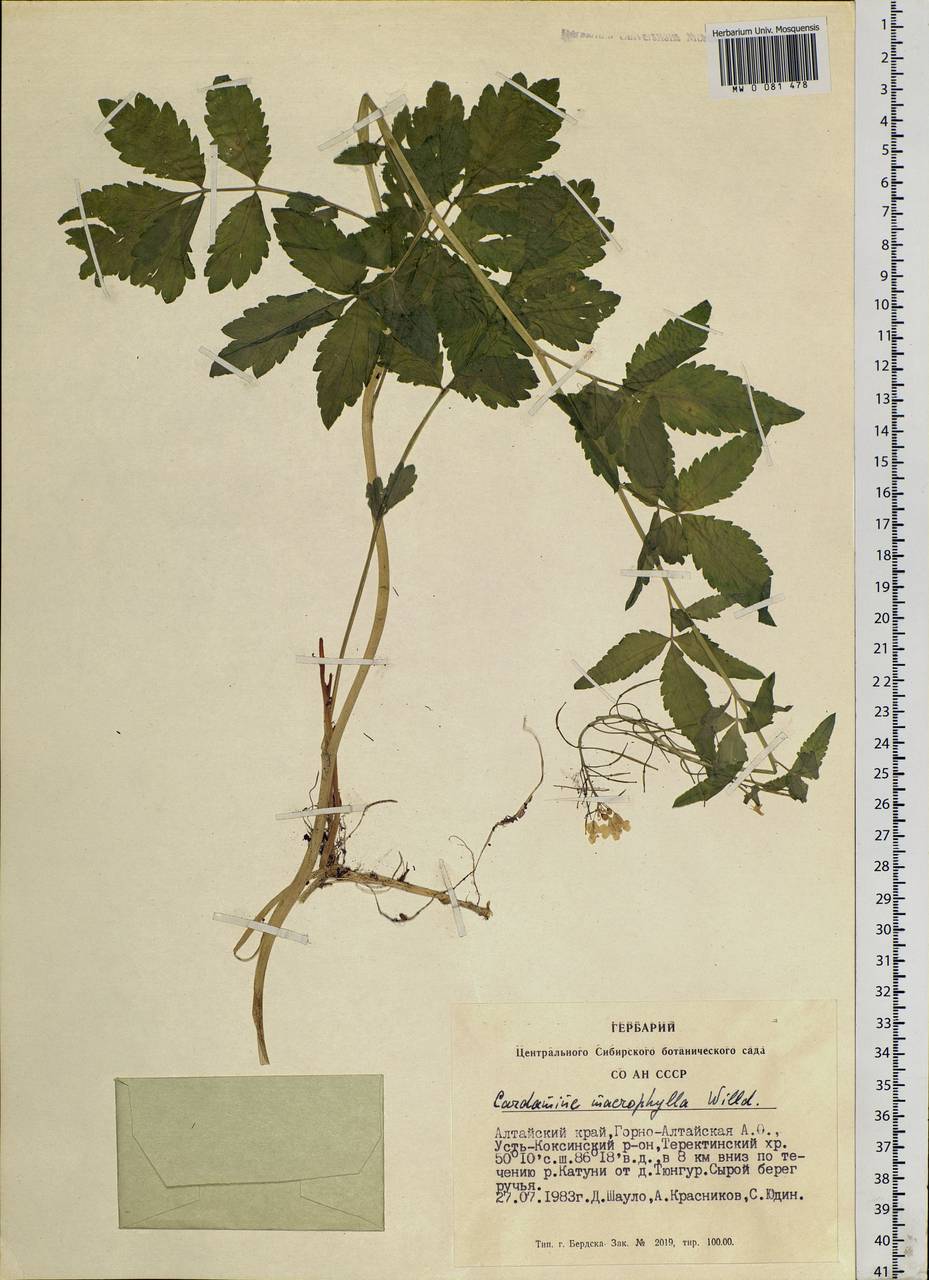 Cardamine macrophylla Willd., Siberia, Altai & Sayany Mountains (S2) (Russia)