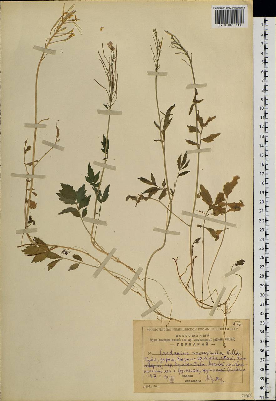 Cardamine macrophylla Willd., Siberia, Altai & Sayany Mountains (S2) (Russia)