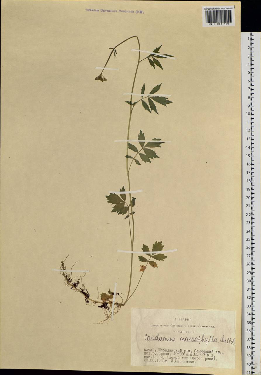 Cardamine macrophylla Willd., Siberia, Altai & Sayany Mountains (S2) (Russia)