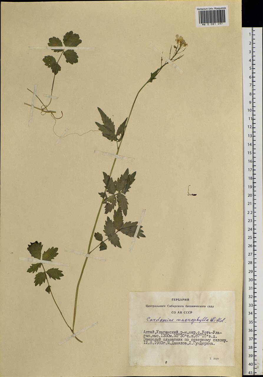 Cardamine macrophylla Willd., Siberia, Altai & Sayany Mountains (S2) (Russia)