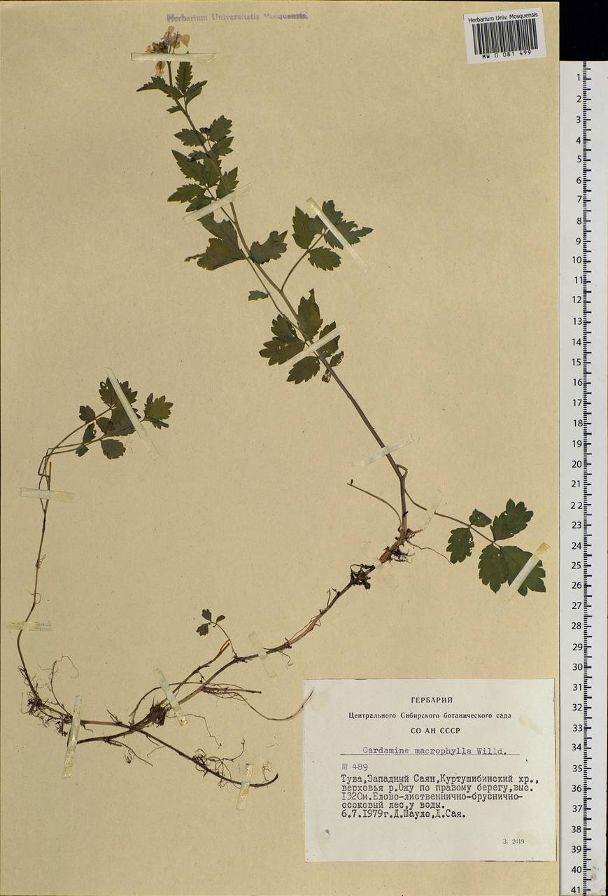 Cardamine macrophylla Willd., Siberia, Altai & Sayany Mountains (S2) (Russia)