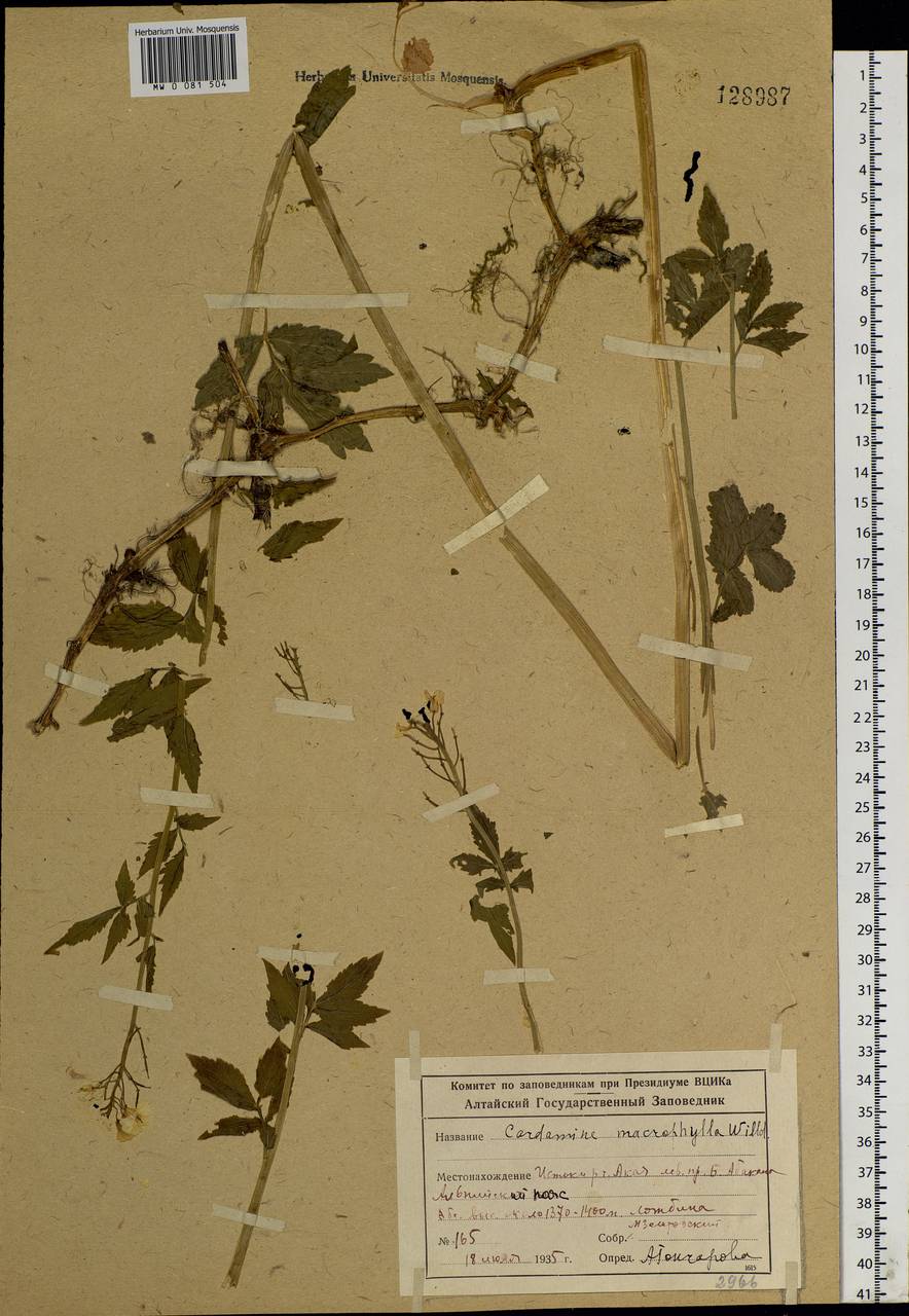 Cardamine macrophylla Willd., Siberia, Altai & Sayany Mountains (S2) (Russia)