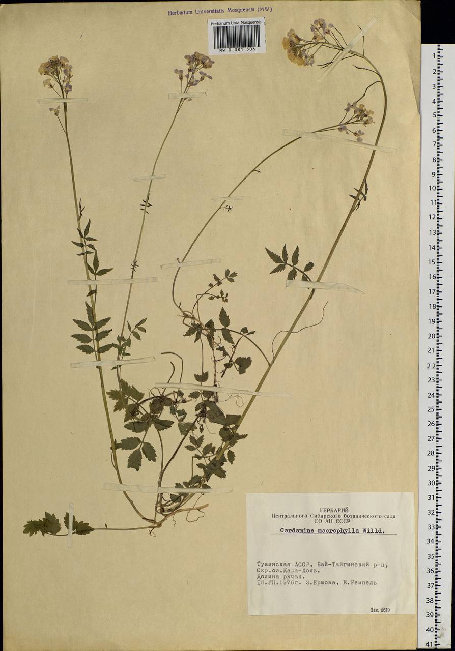 Cardamine macrophylla Willd., Siberia, Altai & Sayany Mountains (S2) (Russia)