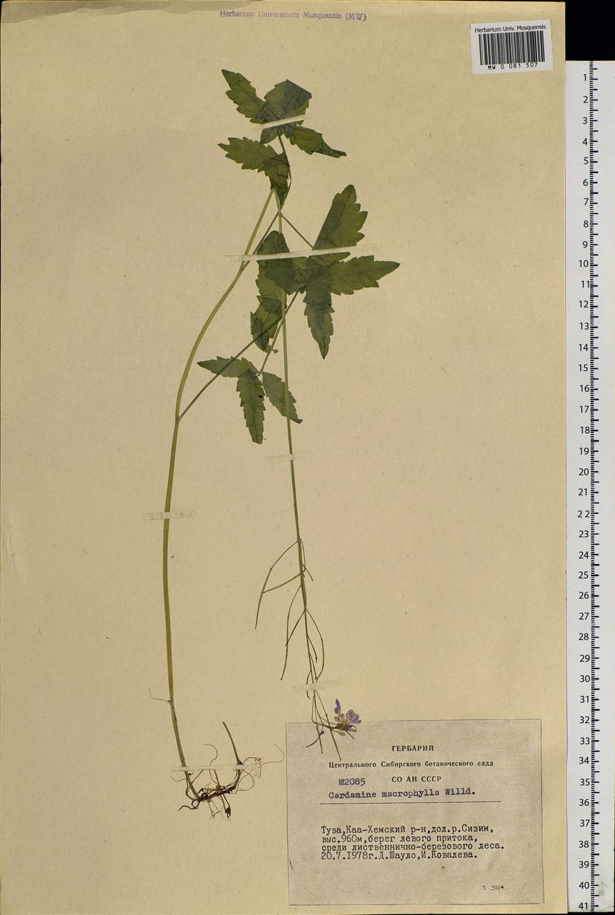 Cardamine macrophylla Willd., Siberia, Altai & Sayany Mountains (S2) (Russia)