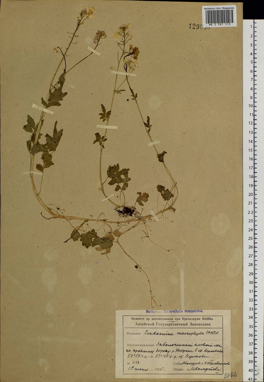 Cardamine macrophylla Willd., Siberia, Altai & Sayany Mountains (S2) (Russia)