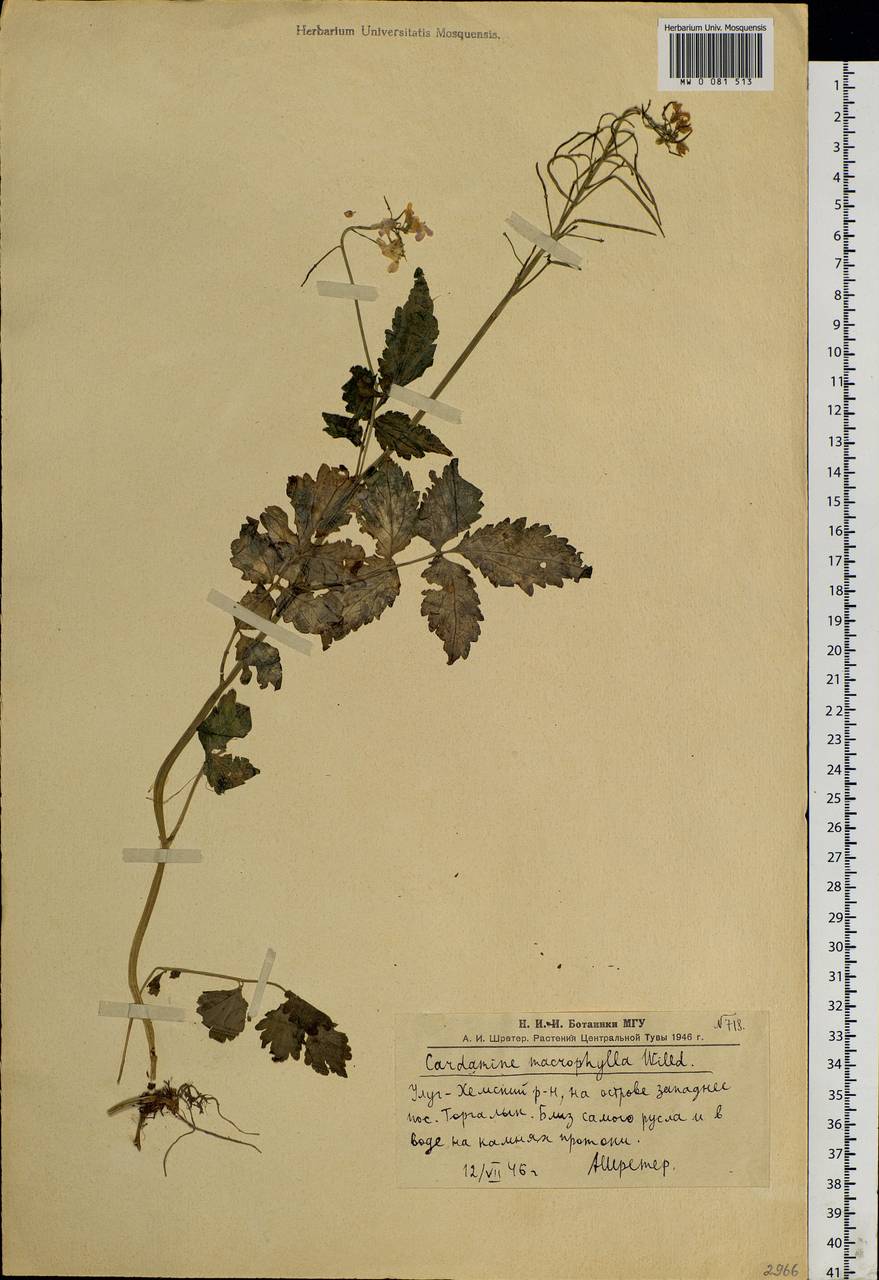 Cardamine macrophylla Willd., Siberia, Altai & Sayany Mountains (S2) (Russia)