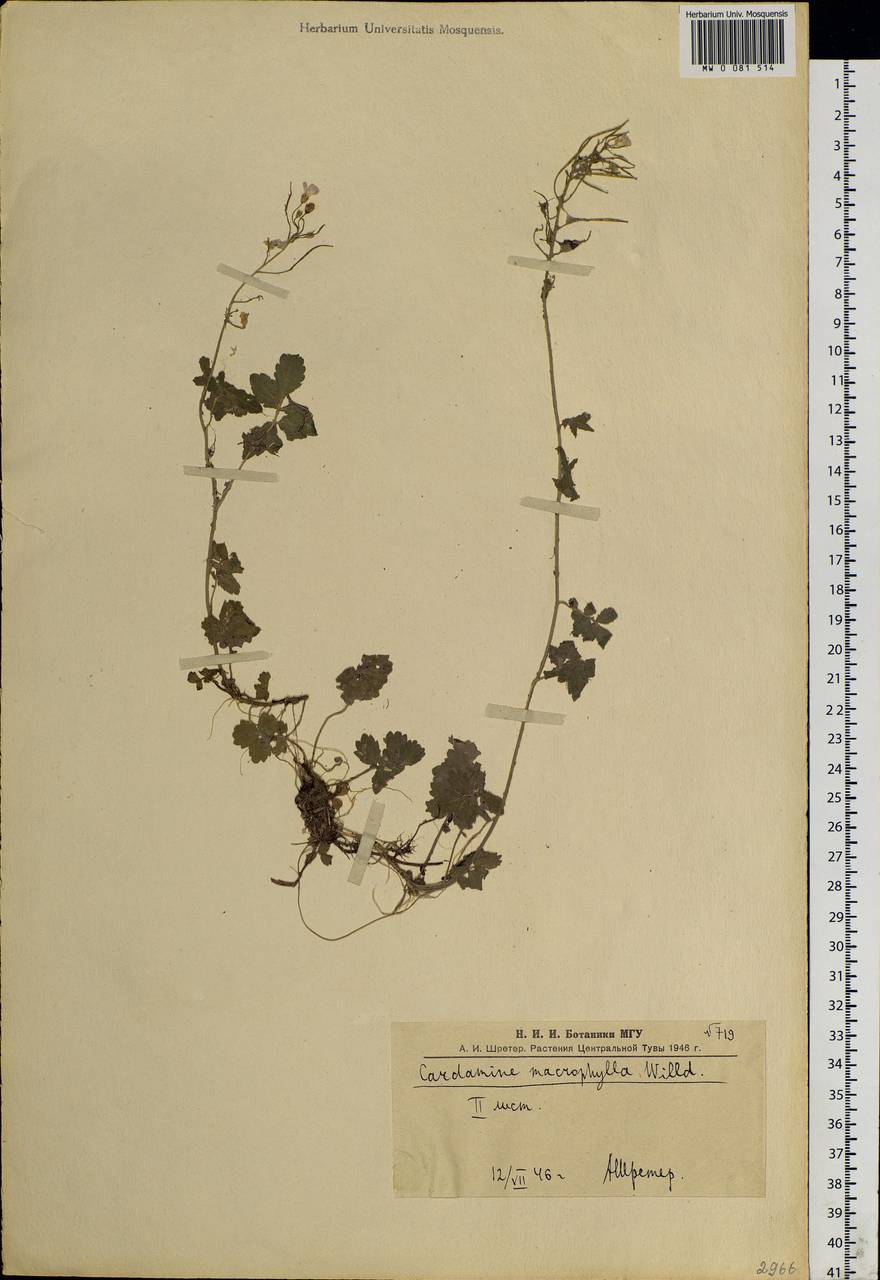 Cardamine macrophylla Willd., Siberia, Altai & Sayany Mountains (S2) (Russia)