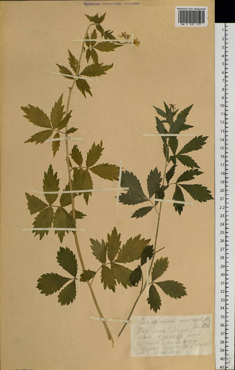 Cardamine macrophylla Willd., Siberia, Altai & Sayany Mountains (S2) (Russia)