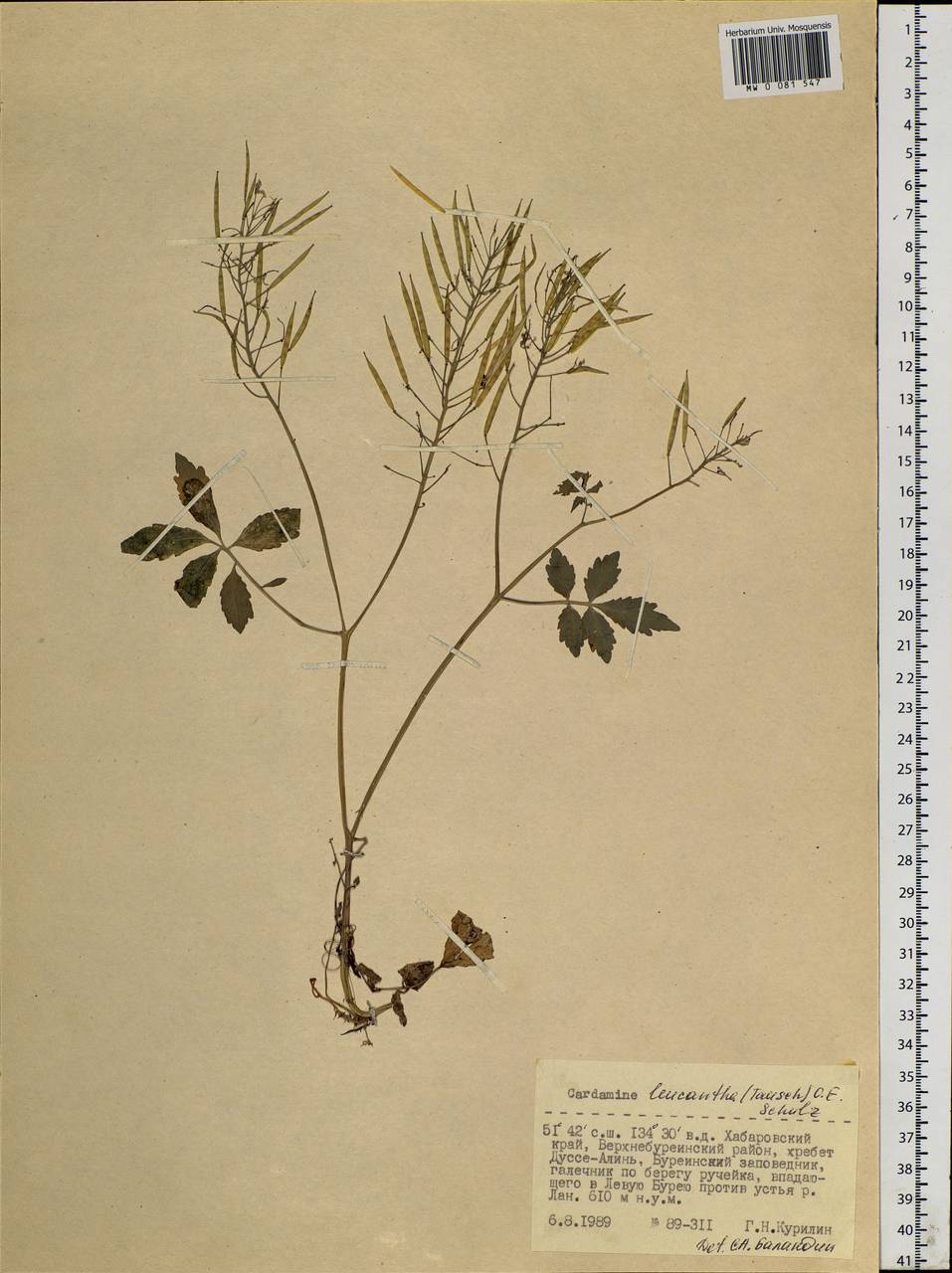 Cardamine leucantha (Tausch) O. E. Schulz, Siberia, Russian Far East (S6) (Russia)