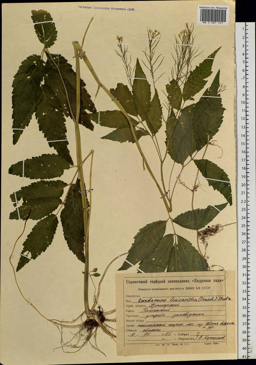 Cardamine leucantha (Tausch) O. E. Schulz, Siberia, Russian Far East (S6) (Russia)