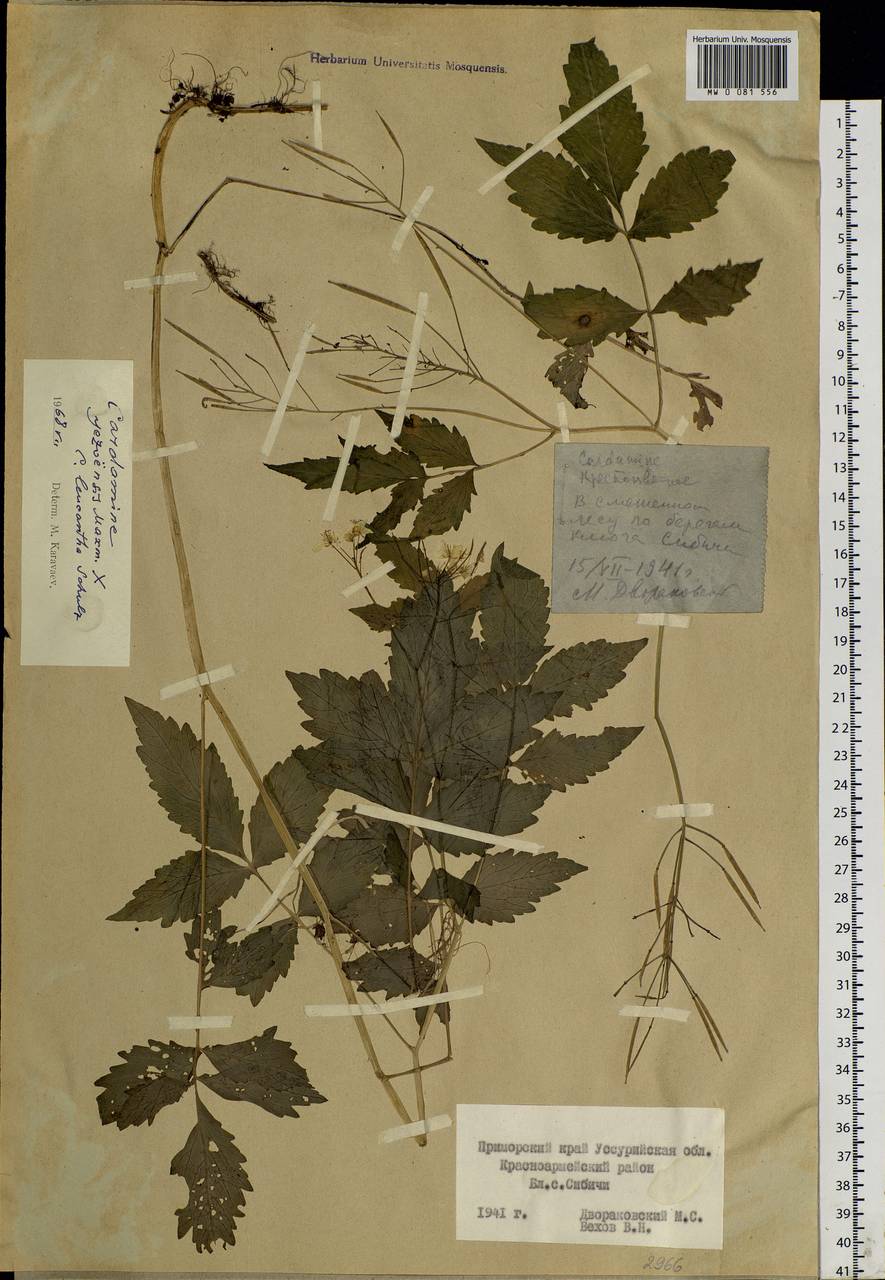 Cardamine leucantha (Tausch) O.E.Schulz, Siberia, Russian Far East (S6) (Russia)