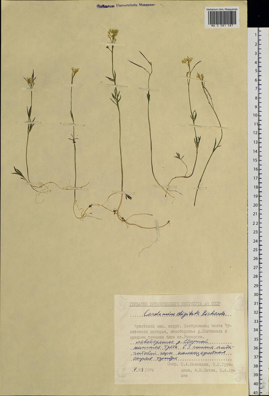 Cardamine digitata Richardson, Siberia, Chukotka & Kamchatka (S7) (Russia)