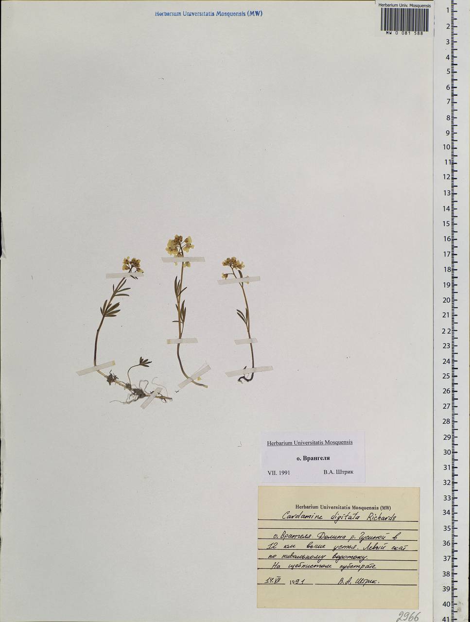Cardamine digitata Richardson, Siberia, Chukotka & Kamchatka (S7) (Russia)
