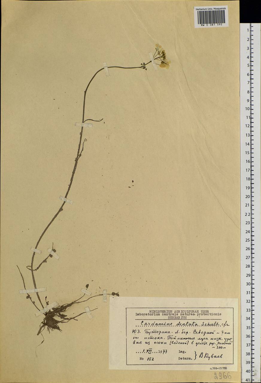 Cardamine pratensis subsp. dentata (Schult.) Celak., Siberia, Central Siberia (S3) (Russia)