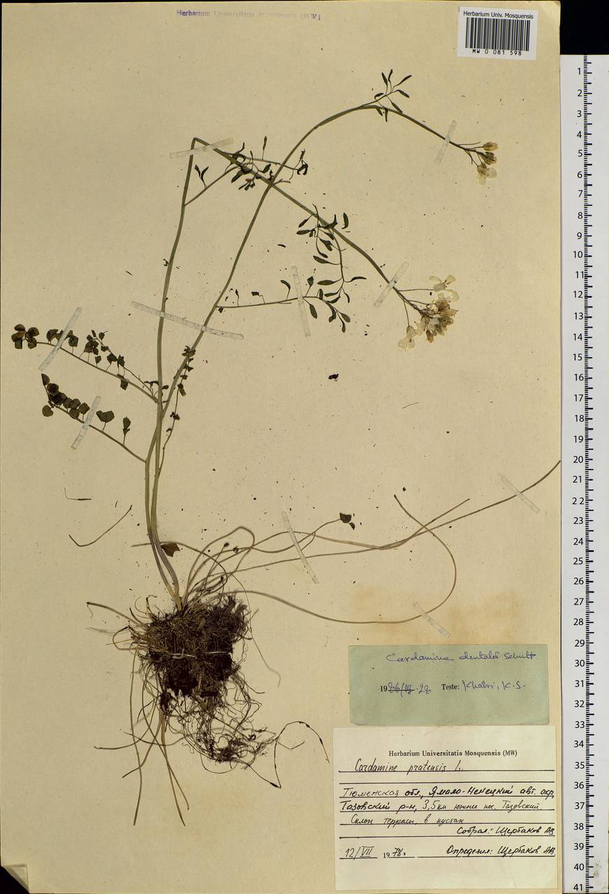 Cardamine pratensis subsp. dentata (Schult.) Celak., Siberia, Western Siberia (S1) (Russia)