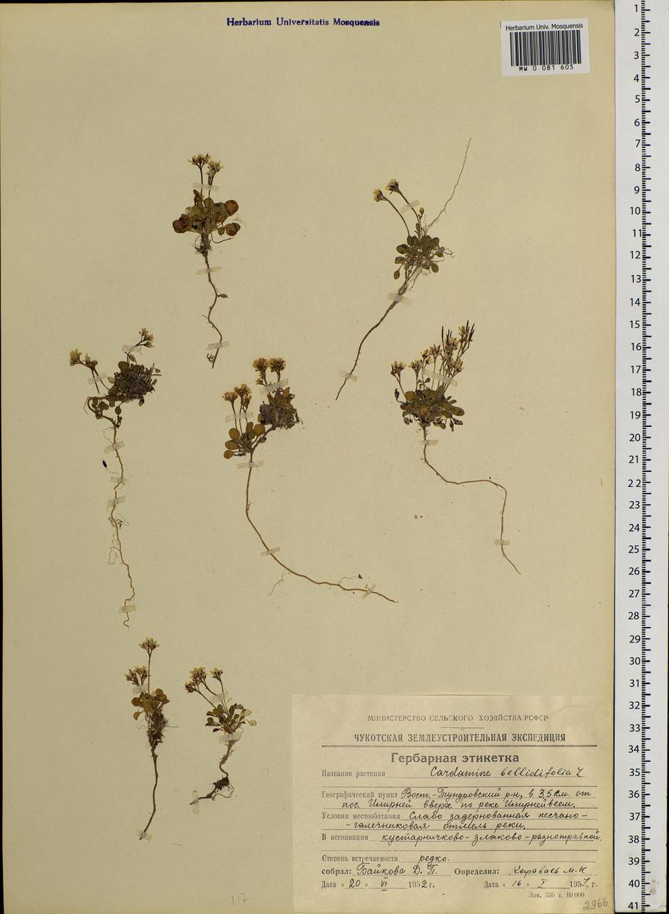 Cardamine bellidifolia L., Siberia, Chukotka & Kamchatka (S7) (Russia)