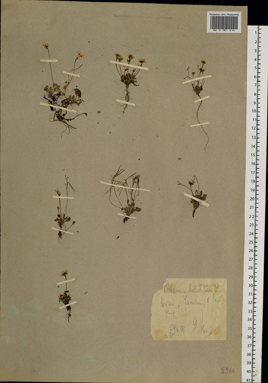 Cardamine bellidifolia L., Siberia, Chukotka & Kamchatka (S7) (Russia)