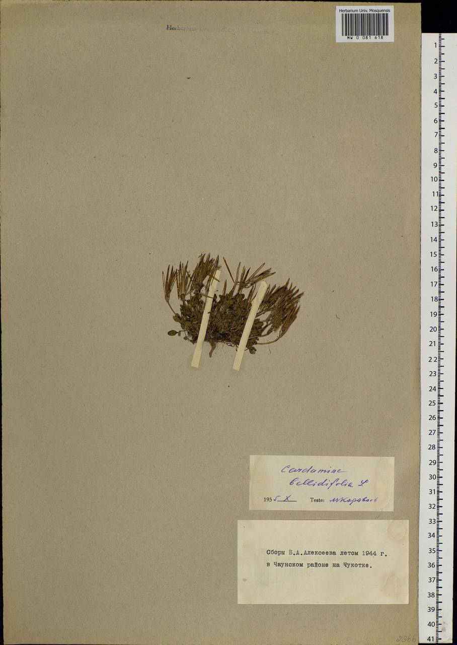 Cardamine bellidifolia L., Siberia, Chukotka & Kamchatka (S7) (Russia)