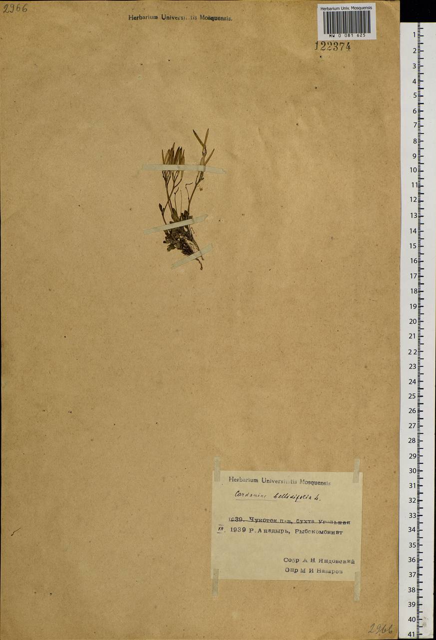 Cardamine bellidifolia L., Siberia, Chukotka & Kamchatka (S7) (Russia)