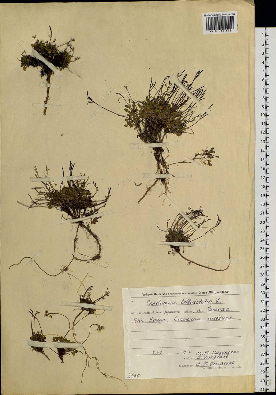 Cardamine bellidifolia L., Siberia, Chukotka & Kamchatka (S7) (Russia)