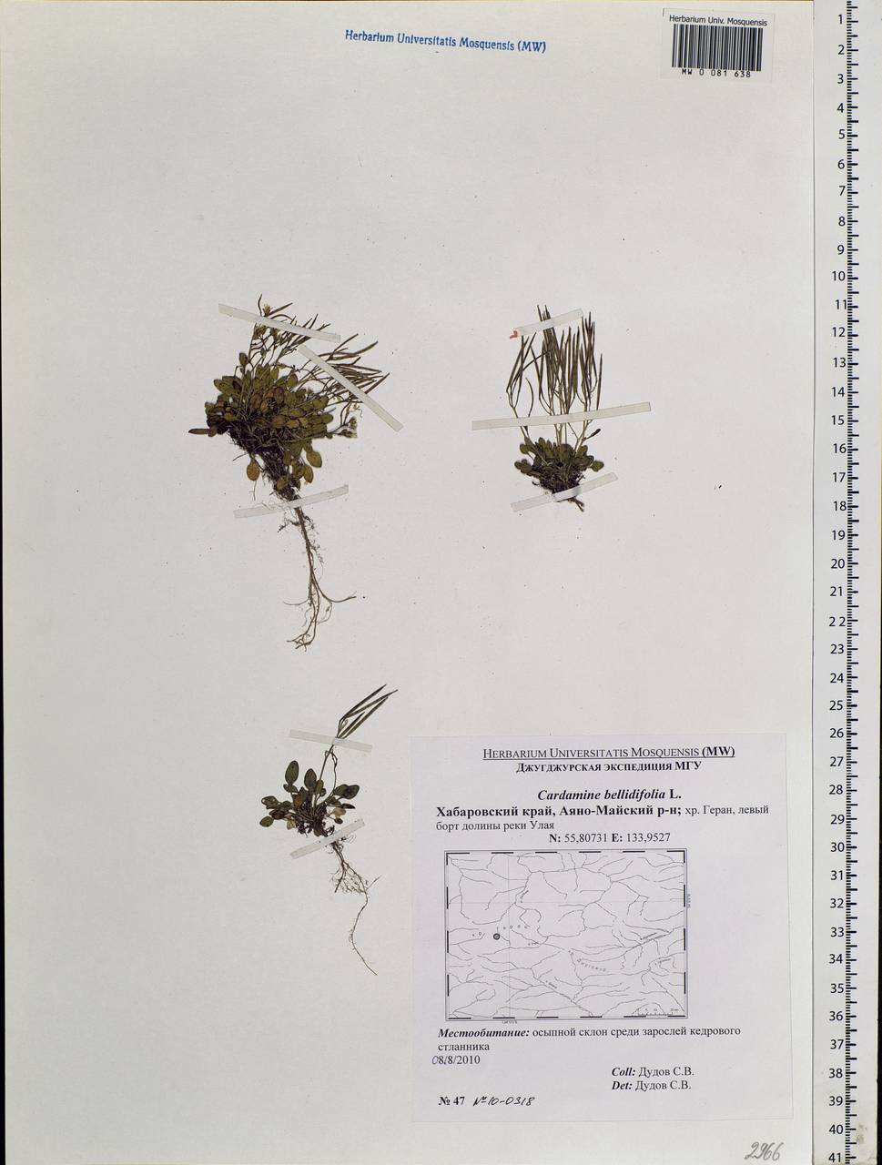Cardamine bellidifolia L., Siberia, Russian Far East (S6) (Russia)