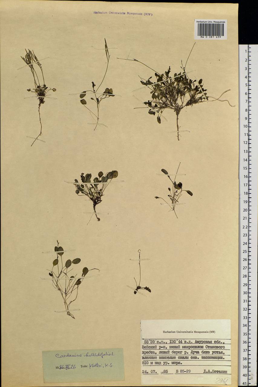 Cardamine bellidifolia L., Siberia, Russian Far East (S6) (Russia)