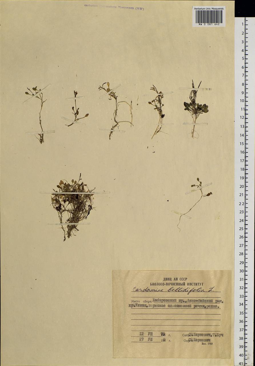 Cardamine bellidifolia L., Siberia, Russian Far East (S6) (Russia)